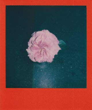 Ketuta Alexi-Meskhishvili: Quarantine Flowers, 2020-2022